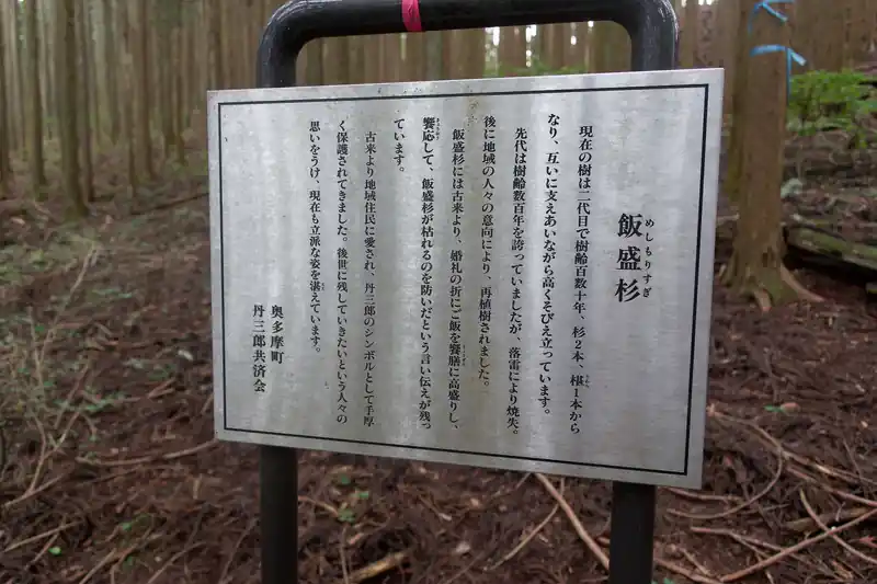 飯盛杉というらしい。ダジャレみたいな名前の杉なんだが…。