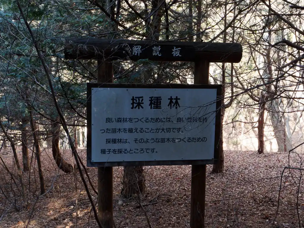 採種林というらしい。枝打ちされてない木が多いのはそのためなのかな。