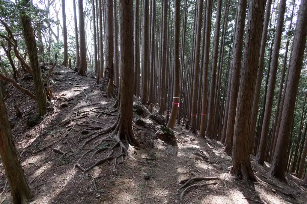 とはいえ道は明瞭で迷うようなところは多くないです。このあたりはまだ植林。