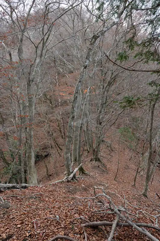 そのまま進んでいくとだいぶ雰囲気が出てきまして…。
この前後が一番他の登山者とすれ違ったかも。