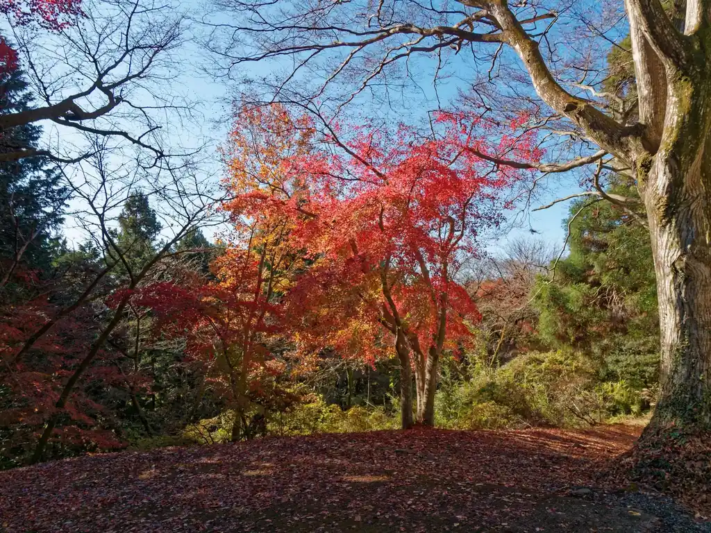 諏訪神社のトイレの前のあたりに、まだ赤く色づいた葉のついたモミジがあった。イチョウも近くにあったが、ほとんどすべて葉っぱは落ちてしまっていた。