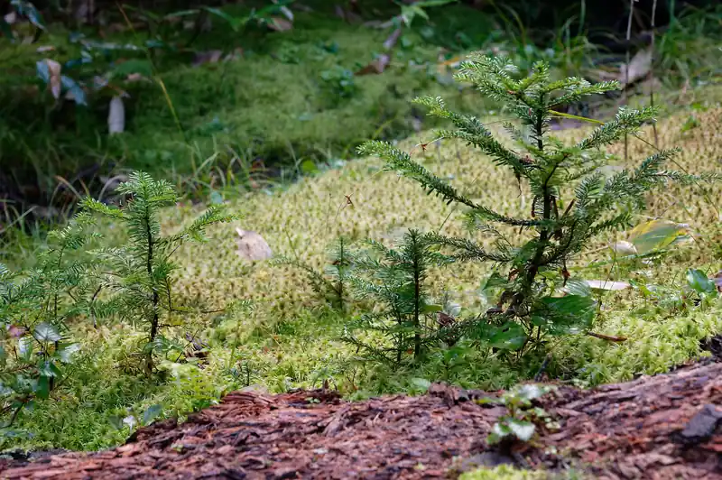 途中苔と松の赤ちゃん？を撮りながら進む。
登山道自体は変化があり楽しい道だ。