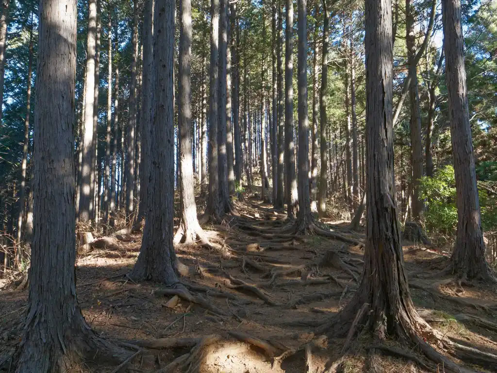 いつもは巻道を歩いていた堂所山に初めて登る。