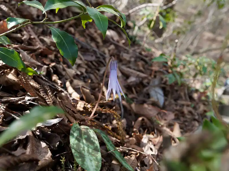 これがカタクリというやつでしょうか。よく見るカタクリの写真だと、花びらが反ってるんだけど…。