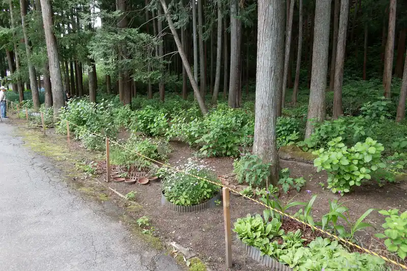 ちょうど地元住民の方が花の手入れをされていたのだが…これ全部管理されてるのだろうか。春頃は花が咲き誇って見頃になるんじゃないかなあ。
