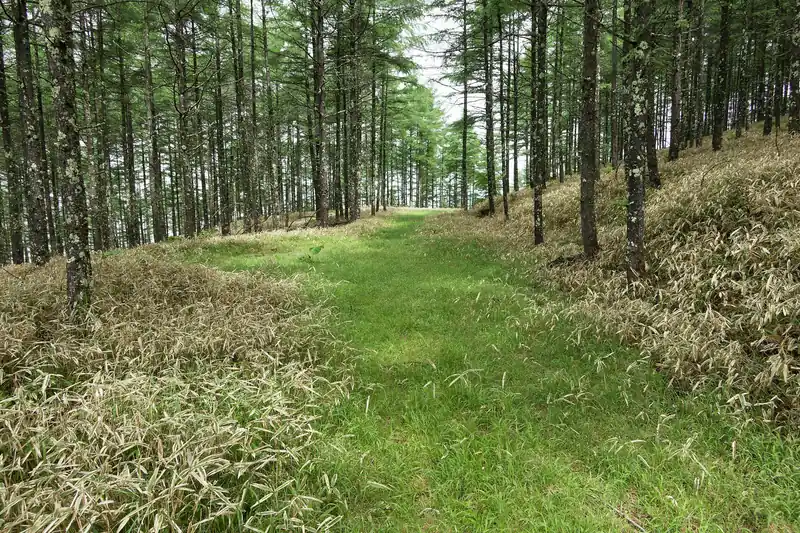そこから草原のような場所に出ました。
奥にも道が続いているように見えるんですが、奥に何があるのかは謎です。