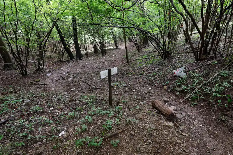 笠山峠に到着。振り返って登ってきた登山道。
峠に出る手前は、登山道にやたら枝が伸びてきていて大変だった…。
