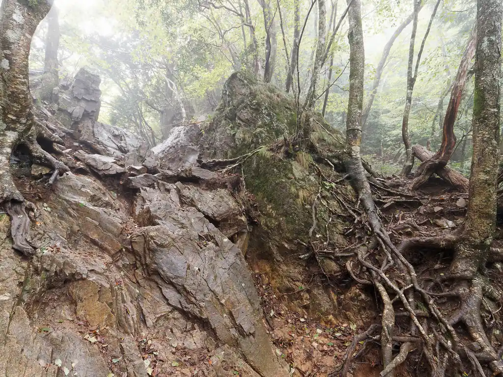 大岳山から御岳山方面に下る。以前来た時はそれほど怖くなかったけど、今回は濡れていて滑りそうで少し怖い。慎重に足を置く場所を選んで下る。
人がほとんどいないので、早く下らないと～というプレッシャーはない。