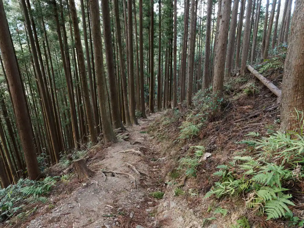 送電鉄塔のあたりで少し藪っぽいところに入って写真を撮っていたら、くっつき虫がズボンにくっついていて取るのが大変だった。
送電鉄塔から子殿バス停までは再び歩きやすい道を降りていく。
