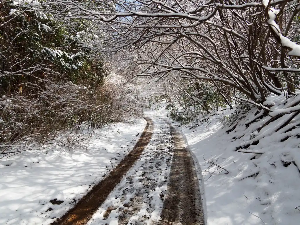 キャンプ場からはしばらく林道を歩いてつつじヶ丘駅を目指す。この林道、轍が出来ていて車も通るようだが、この日は車の往来はなかった。