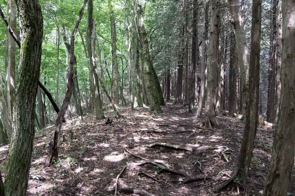 それでも続くよ笹尾根は。