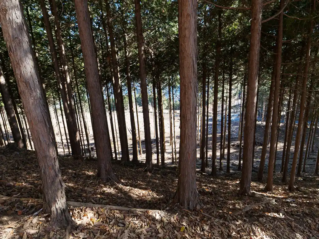 パラグライダー発進場から大野峠へ降りていくと、今まで木があったところが伐採されていることに気づいた。