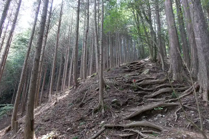 と思ったら再び坂道。特にこれと言って変わったところのない、奥多摩らしい道。