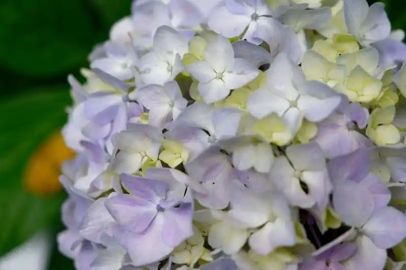 道中、道端に紫陽花がよく咲いてるなあ、と思ったんですが、どうやら紫陽花街道を名乗っているらしい。