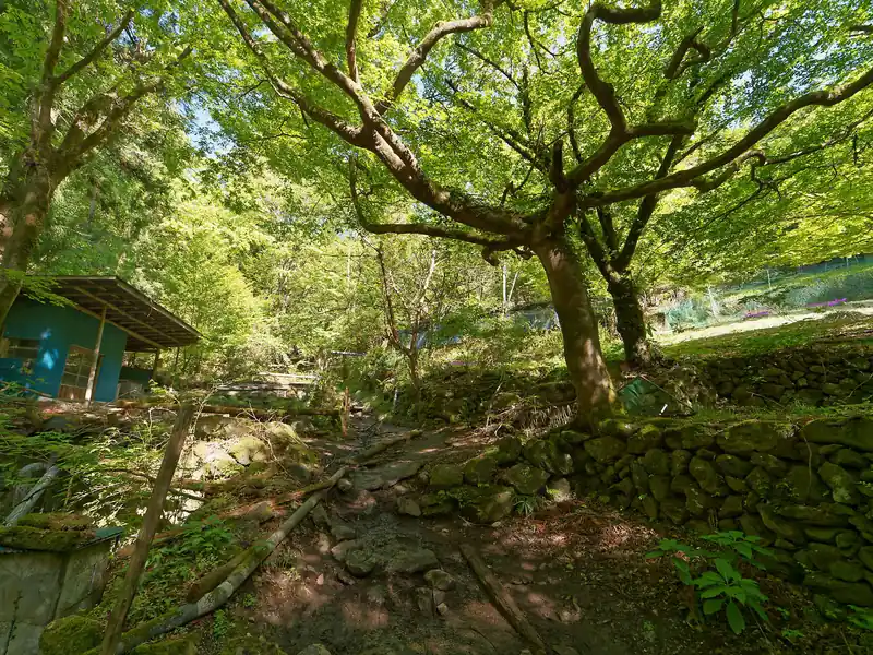 登っていくと山道へ。
ここは小屋があったり畑地になっているようで人が住んでいるんだろうか？廃屋という感じではまったくなかった。