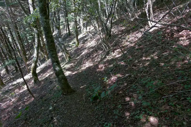 ちなみにこんな感じの道です。