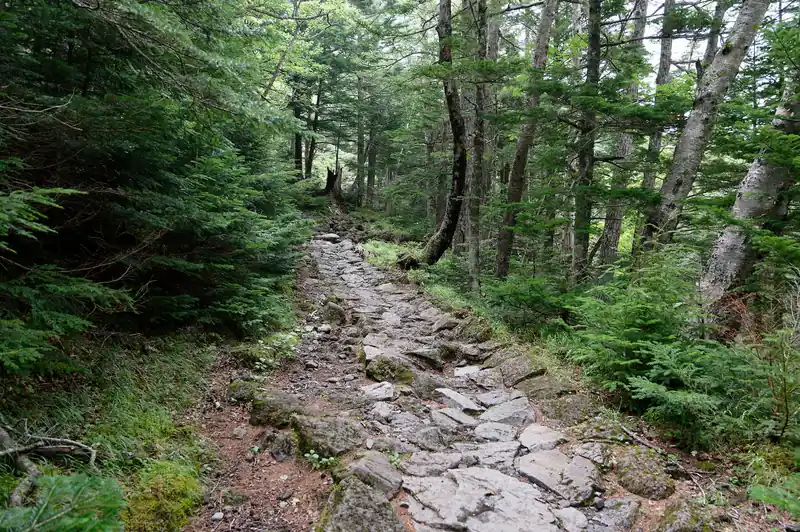 途中石畳の道になったり、周囲の植生も変わりつつ、登っていく。