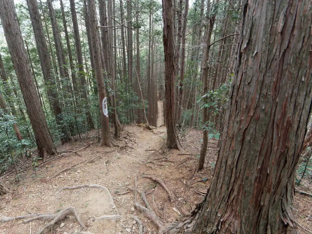 一度尾根に乗るとしばらくなだらかな道が続く。細かいアップダウンはあるものの、きつさはない。