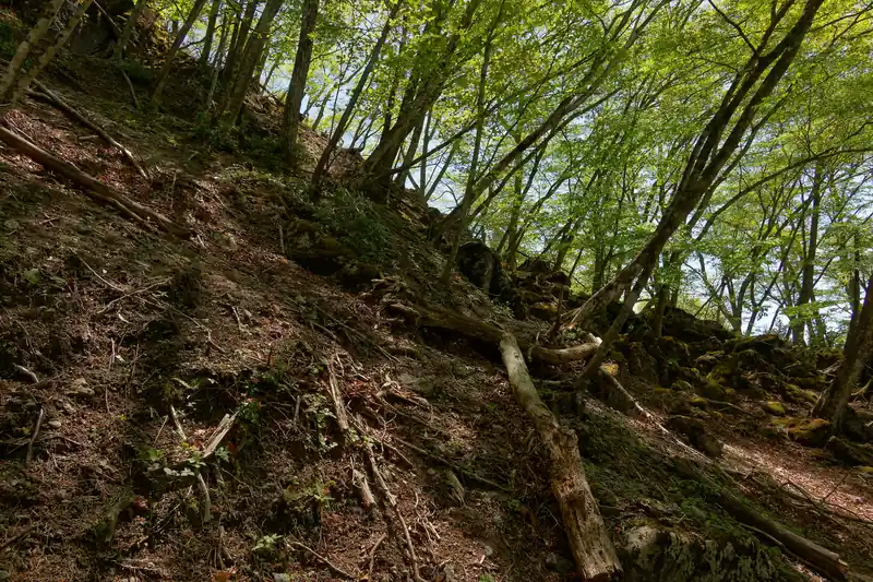 標高が落ちて、徐々に樹林帯の道へ。
写真は巻道から三ノ木戸山方面を見上げたもの。少し岩っぽい感じで、歩けるかよくわからなかったので今回は迂回して巻道で下る。