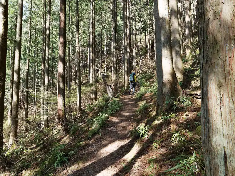 最初は沢を横目に緩やかな坂道が続く。
棒ノ折山のこの白谷沢コースは人気で、この時間帯なら大抵前後に誰かいる状態になる。