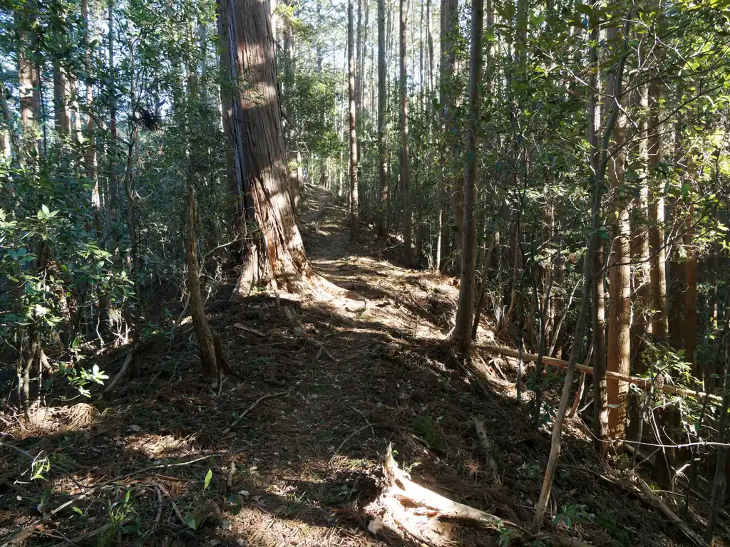 坂石山からはなだらかな道が続く。