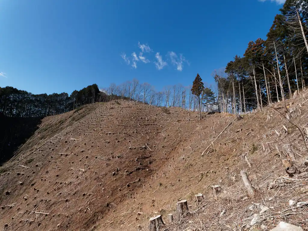 少し前までは樹林帯の道だったようだが…。今ではすっかり木がなくなっている。
木がないと高度感が出てちょっと怖いんだよな～と思いつつも進む。