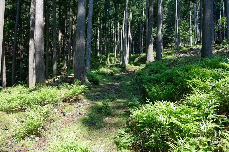 どうやらこの道であっているようです。
明瞭な踏み跡が山の方へ続いています。
