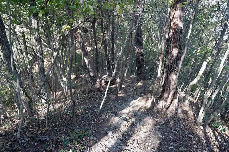 しばらくは、ずっとこんな感じの道。