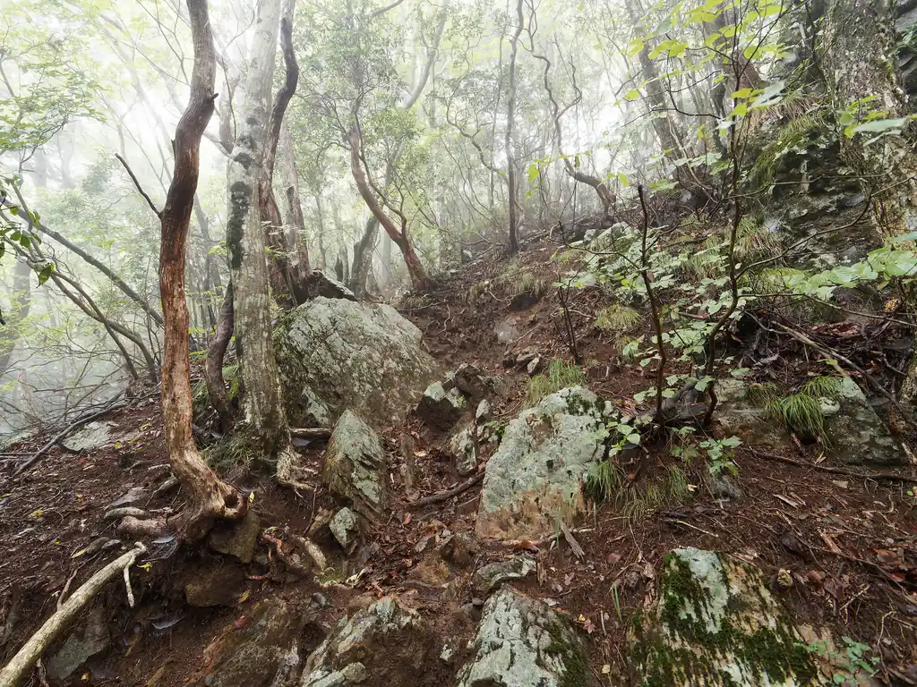途中岩っぽいところもあるけど、通過は容易。
このあたりで大岳山から下山してきた人とすれ違う。こんな天気でも大岳山って混んでるかな？と思って聞いてみたら、ぼちぼちらしい。うるさい女性のグループが一つ、あとはそこそこ、らしい。
大岳山人いるんだ、流石だな～と思いながらも登り続ける。