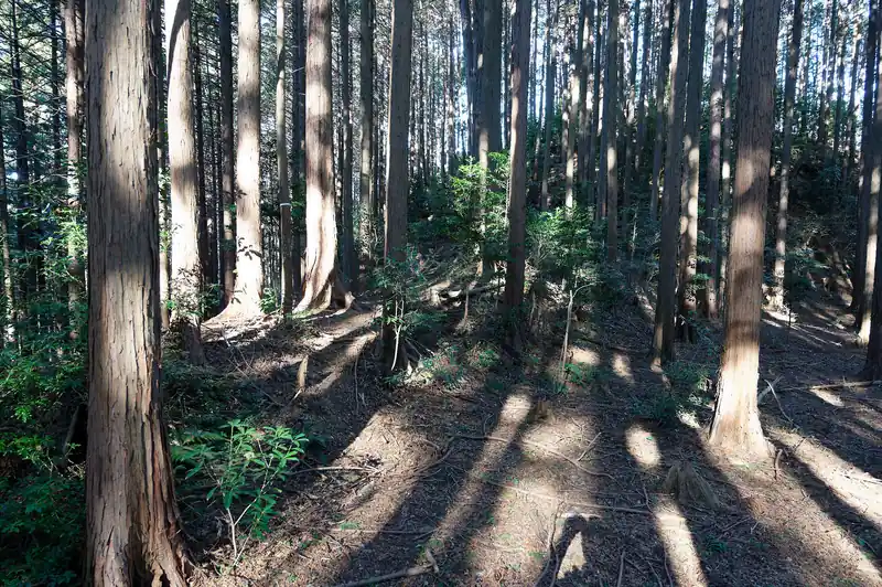 この広場は覚えている。前回歩いたときも、ここまでは若干藪っぽくても歩きやすかったのだが、ここから顔振峠の舗装路に出るまでの道がわからなくなって焦ったのだった。
とはいえ私にはGPSがある。しかも今回は、スマフォだけでなく、GARMINのGPSMAP67も所持している。
現在地を特定する能力に関しては、恐らくこのあたりで最も秀でていると自信がある。ああ素晴らしきかな電子機器。

とりあえず、広場を散策してみるが、鹿のウンコくらいしか落ちてない。
ブル道に強引に降りれないかな～と思って東側の斜面を見てみたが、ここを下っていくのは若干危なそうに見えた。というか、ブル道がどこらへんにあるのかわからない。
仕方ないので、写真中央左よりにある踏み跡っぽいものを辿って行くことにする。前回と全く同じ展開である。私はなぜこうも成長しないのか。