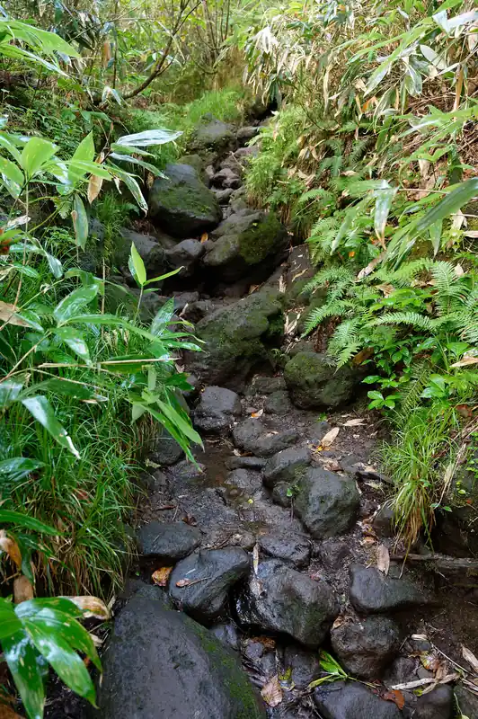 岩に苔がついて滑りやすい道。
昨晩の雨のせいか、葉っぱに水滴がついていて服も濡れる。