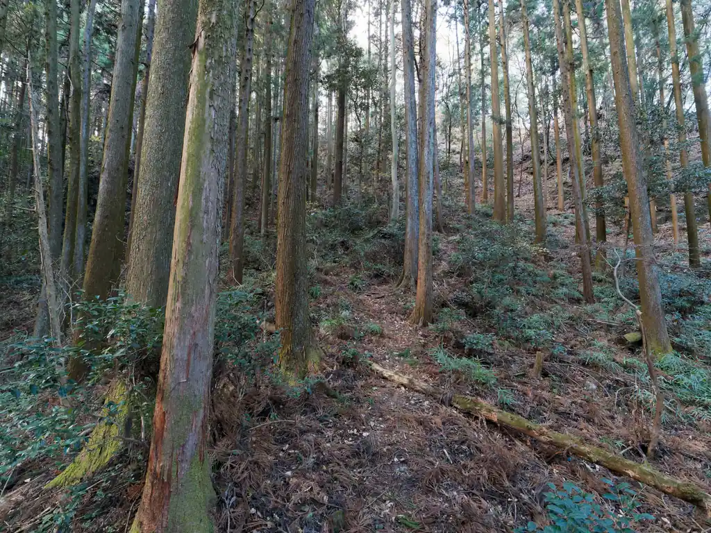 御嶽山と子床峠の間は踏み跡明瞭だったのだが、ここから杉の枝打ち後なのか落ちていて少しわかりにくくなる。
あと、この日が曇りということもあり単純に暗くなる。
まあ全く踏み跡がわからない、というほどでもない。