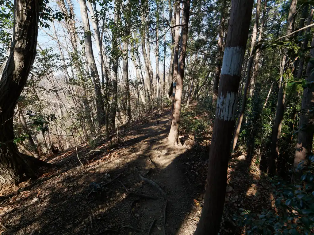 尾根道を歩いていく。