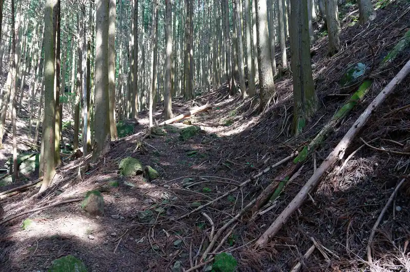 若干枝が散乱していますが、歩きやすい道です。