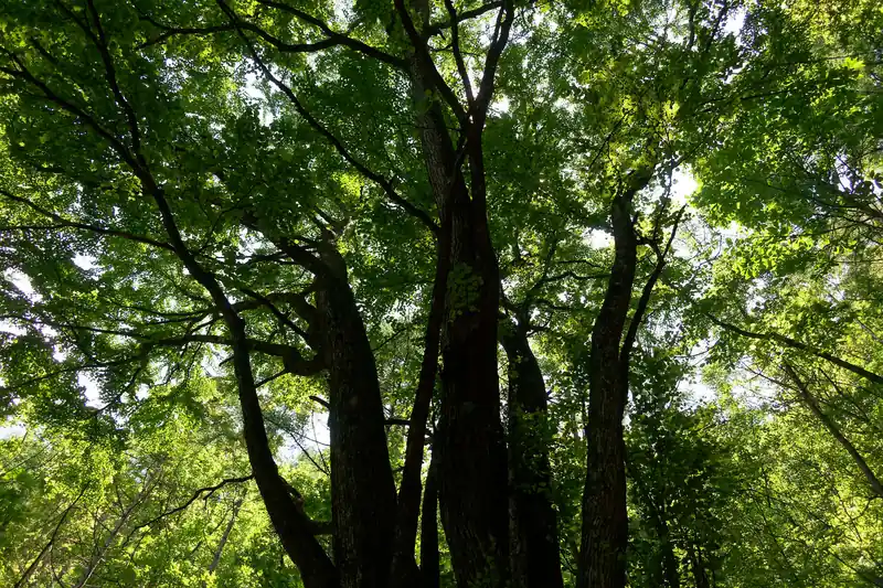 歩いていくと巨木に遭遇。ここは分岐点になっている。