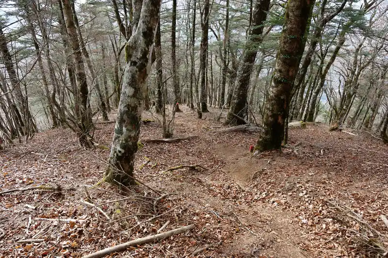 次第に下になりますが、道坂隧道から御正体山に登る道より傾斜は緩く下りでも安心。