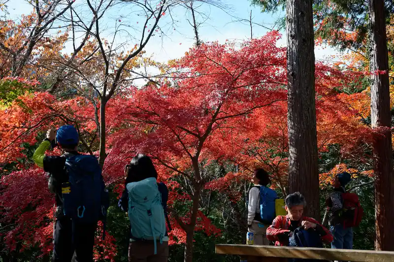 ちょうど写真が取りやすい位置にあるので良いですね。
いや、そんなことは良くて真っ赤に色づいたもみじはキレイです。
長尾平園地の紅葉は今回の山行で一番の見どころだったかもしれません。