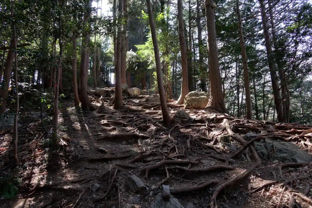 男鹿岩手前は大きめの岩と根っこの道。先から光が差し込んでいたので、もう山頂か！？と思ったら違いました。