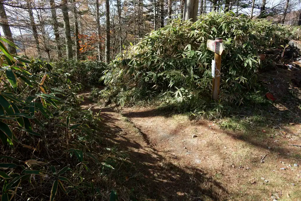 一度林道に出ると、そこから少し林道を歩いてまた登山道に戻る。ここまで来れば一気に高度を下げて、小屋平バス停はすぐそこだ。
わざわざ上日川峠まで行かずとも、小屋平バス停からバスに乗車して甲斐大和駅まで戻る手もあるのだが、上日川峠でバスが満車になるケースもあるので、確実にバスに乗りたい場合は上日川峠まで歩くのがよい。
小屋平バス停から上日川峠までは、少し距離はあるがなだらかな歩きやすい道が続く。