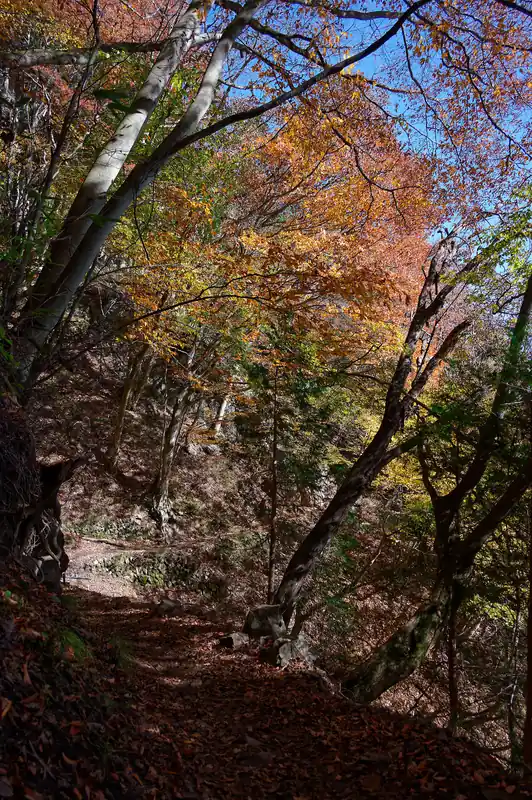 大岳山荘から紅葉を見つつ御岳山方面へ戻ります。
…とはいえ、ここの谷川は急斜面。落ちたらひとたまりもないので、足元に集中して歩きます。