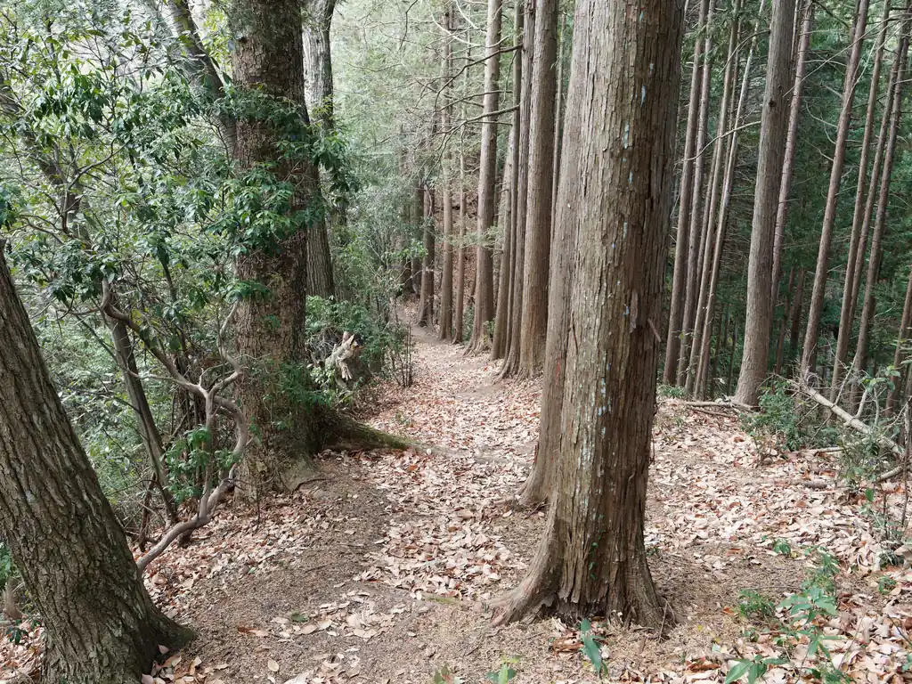 踏み跡も明瞭。子床峠までは極めて歩きやすい道が続く。