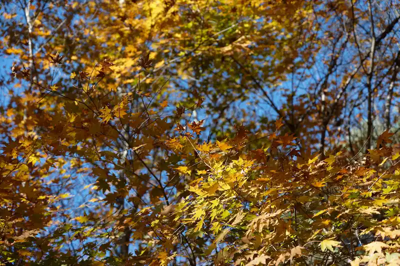既に葉が落ちている木も多く、紅葉の見頃も終わりかけですが、まだまだ残っている木もあります。
