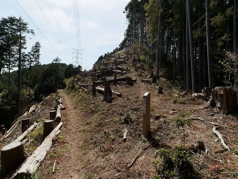 ここは伐採されていて明るく、気持ちがいい。
疲れているので例のごとく愛宕山ピークは無視して進む。