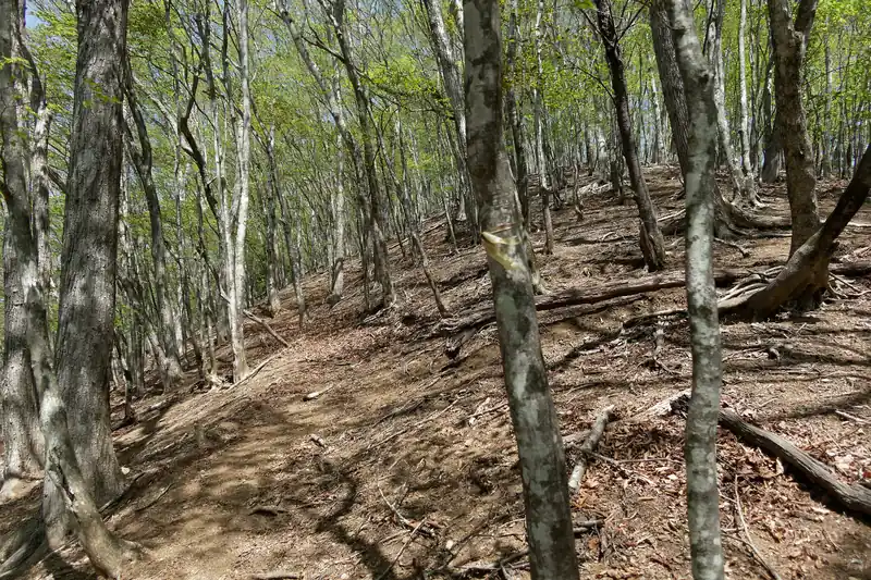 ここから榧ノ木山まで少しばかり急坂。この手前あたりで登山者一人を追い越している。
この坂道で、下山してくる登山者とすれ違い。思いの外榧ノ木尾根を歩く人は多いらしい。もっとひっそりとした尾根だとばかり思っていた。