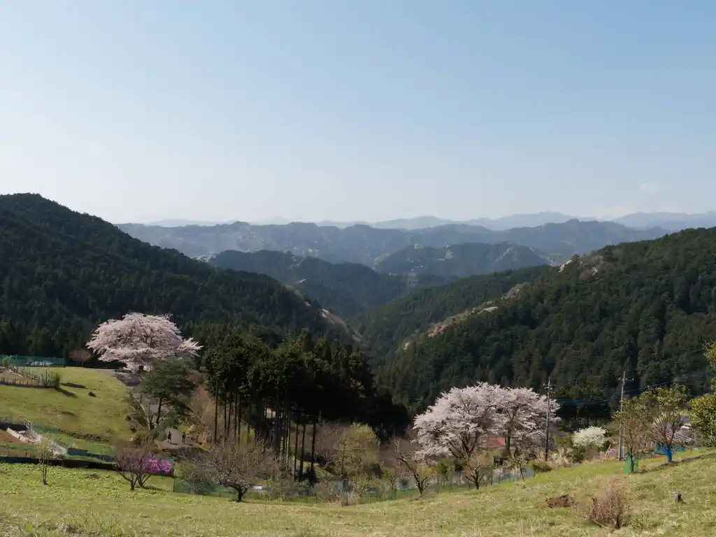 もっとアスファルトを進んだところから一枚。左手にある桜が一本桜、右手は別の桜の木です。