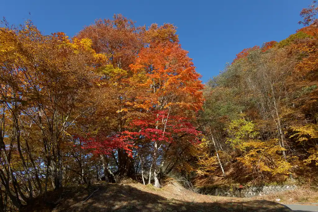 牛ノ寝通りの紅葉は楽しめなかったけど、この道で紅葉を楽しめたので良かった。無事、大菩薩嶺で紅葉を楽しむという目標は達成だ。
尚、この道は岩場・痩せ尾根・ロープ・鎖等の危険個所はないが、急斜面を九十九折りで降りるようなところはあって、正直ちょっと緊張した。
というのも、こう紅葉が素晴らしいということは当然落ち葉も大量に落ちているわけで、うっかり落ち葉に足を取られて滑落でもしたら、まず無事では済まないのだ。
まあ、ゆっくり歩いていけば大丈夫だとは思う。あと、意外と歩いている人もいた。