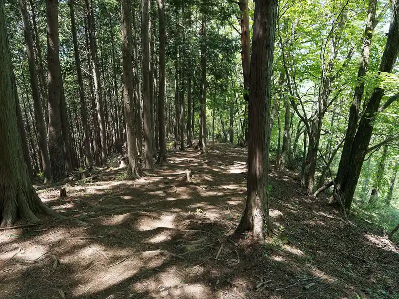 そのまま標高を下げていくと杉の生えた広い尾根道になる。
歩いて行ったらところで道標が出るので、そこで斜面側へ曲がると、九十九折りの道となる。