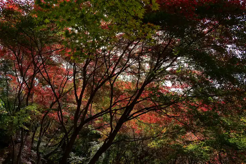 まだ青い葉も多いですが、紅葉の時期としてはちょうどよかった模様。