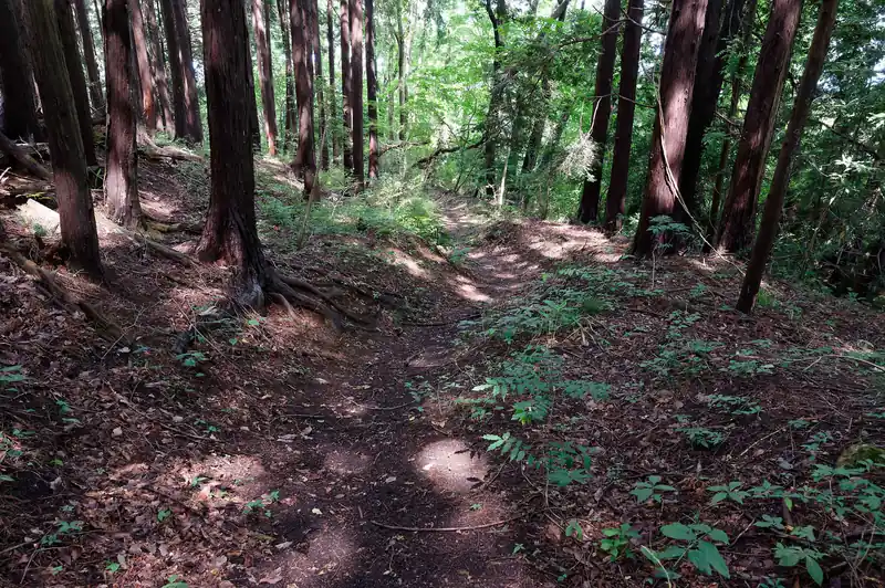最初はこんな感じで歩きやすいのだが…