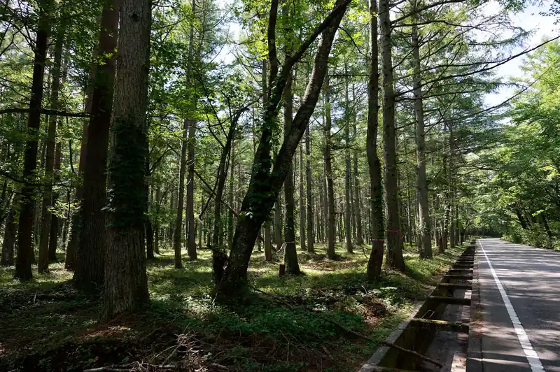 よく手入れされた森が片側に広がっていたが、道らしい踏み跡はなし。